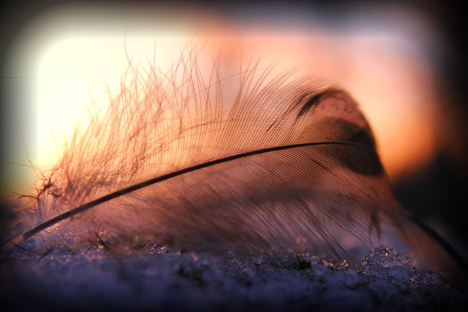 closeup photo of feather, plumule, pen, subtlety, fine pen HD wallpaper
