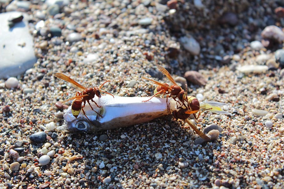 beach, wasps, insect, closeup, fish, animal wildlife, animal themes HD wallpaper