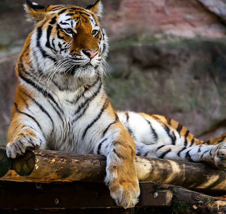 orange tiger, animal, predator, cat, attention, tiergarten nürnberg HD wallpaper