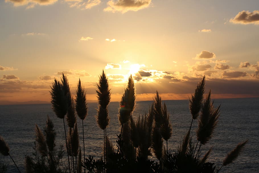 feather duster, sunset, evening, clouds, sea, sky, tranquility HD wallpaper