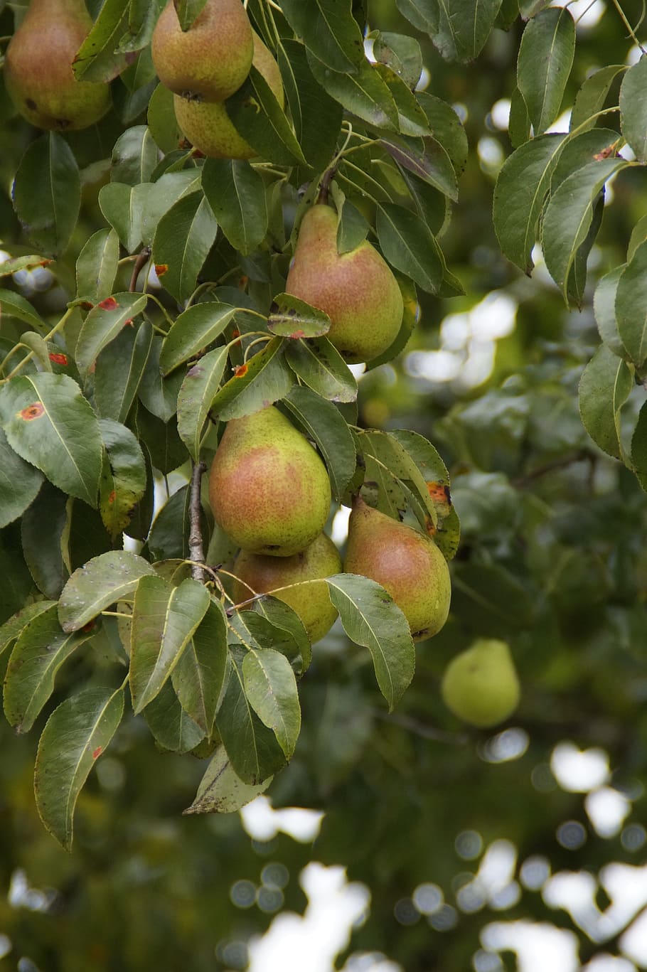Pears, Ripe, Fruit, autumn, fruits, harvest, food and drink HD wallpaper