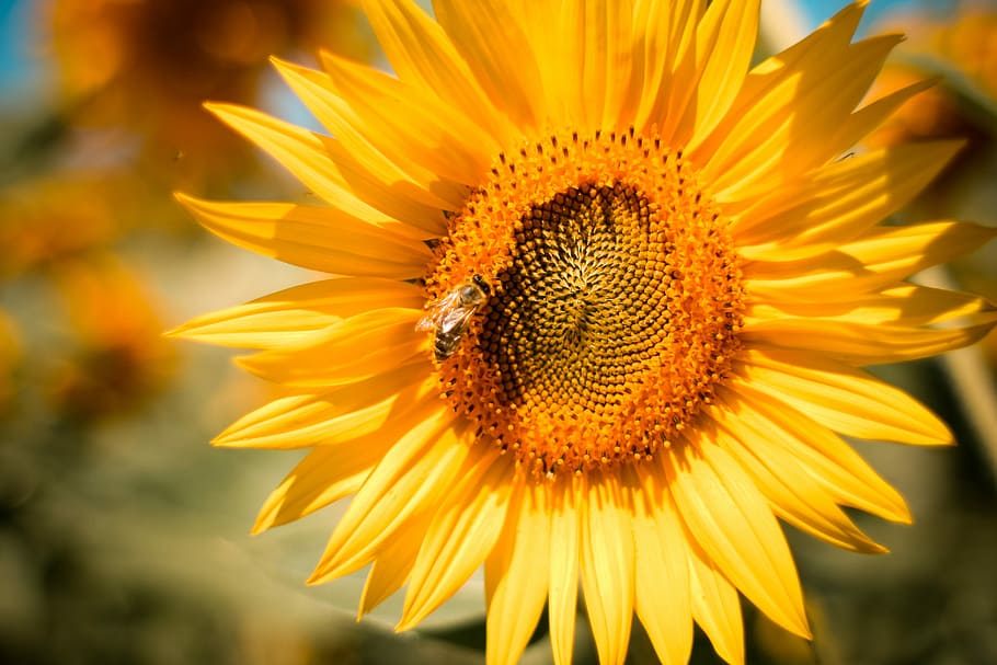 Sunflower with a Bee, animals, fields, flowers, honey, nature, HD wallpaper
