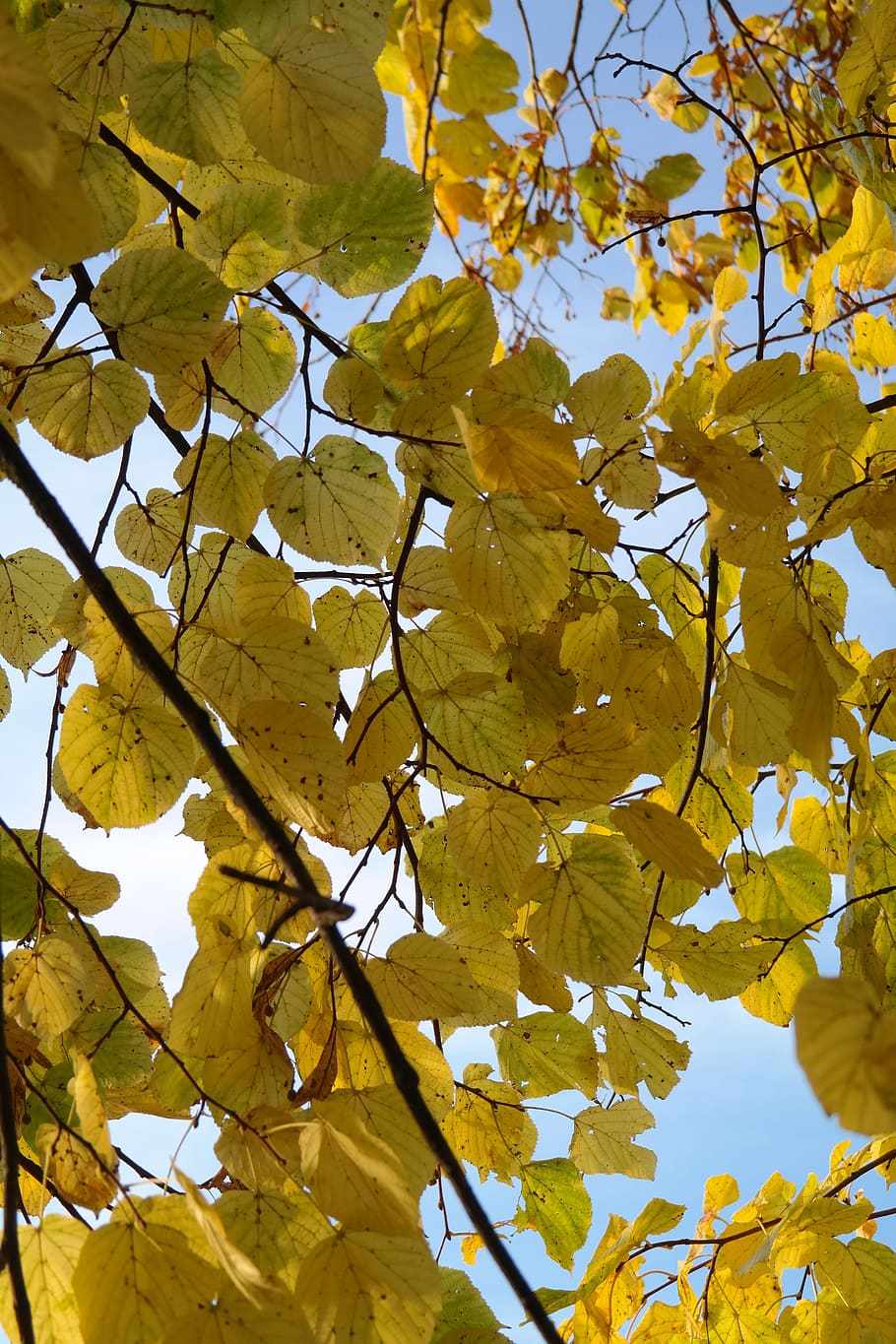 Linde, Tree, Autumn, Fall, Fall Color, Leaves, yellow, fall foliage HD wallpaper