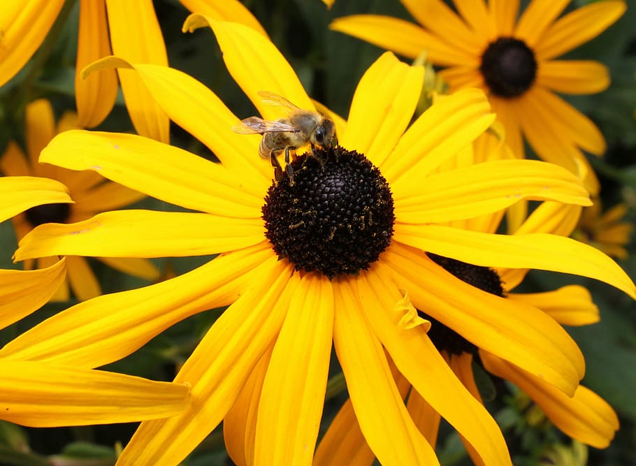 insect, flower, bee, nature, yellow, plant, summer, petal, sunflower HD wallpaper