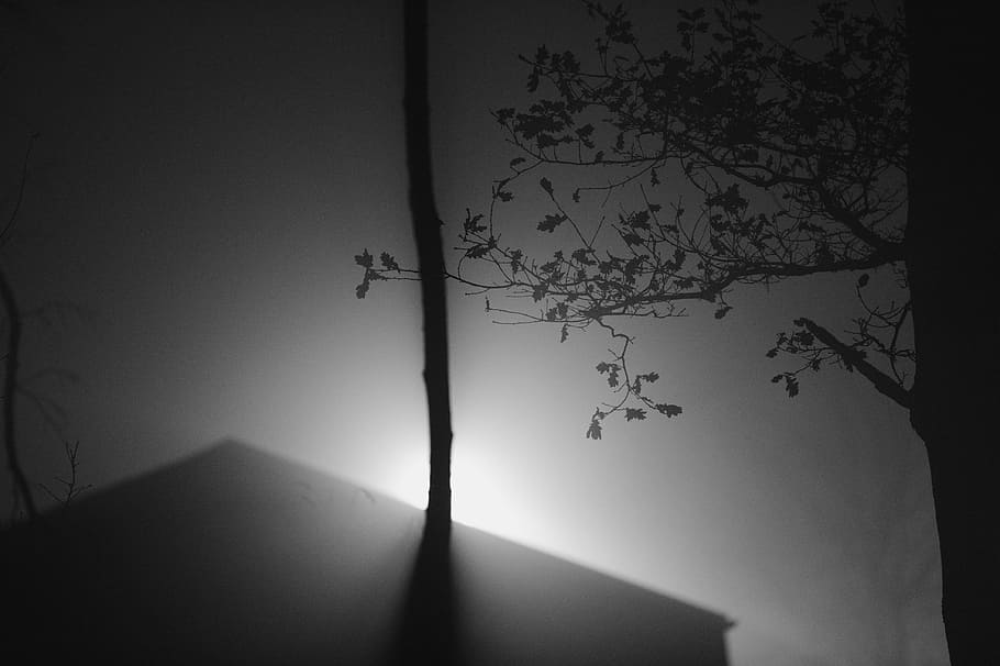 Light, Lens, Shadow, Silhouette, Wood, branch, spooky, indoors HD wallpaper