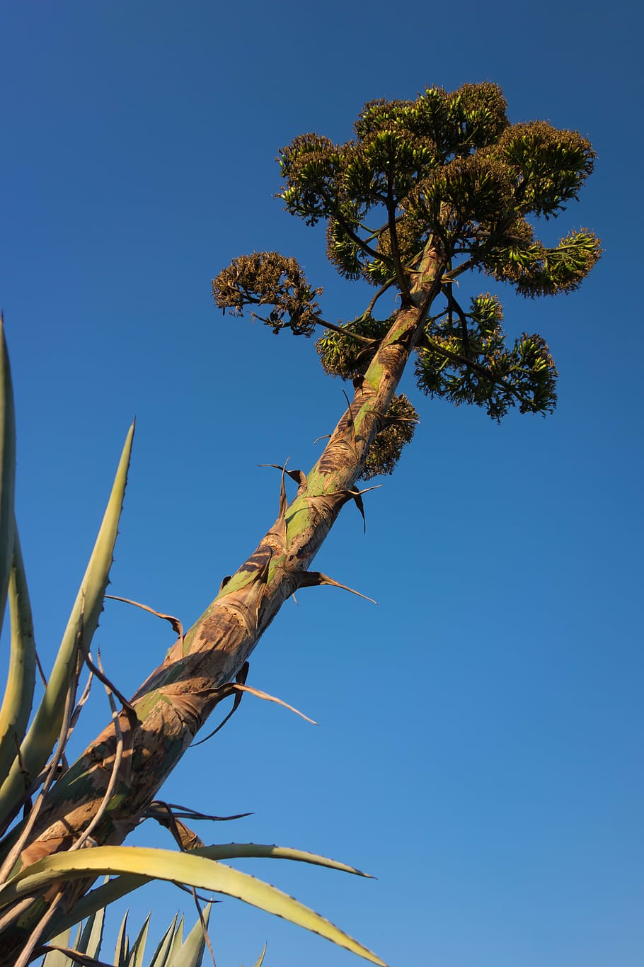 pitera, nature, tree, vegetable, wild, plant, sky, low angle view HD wallpaper
