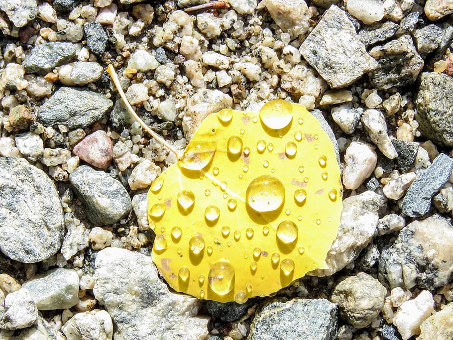 Aspen, Leaf, Rocks, Leaves, Tree, rain, yellow, fall, nature HD wallpaper