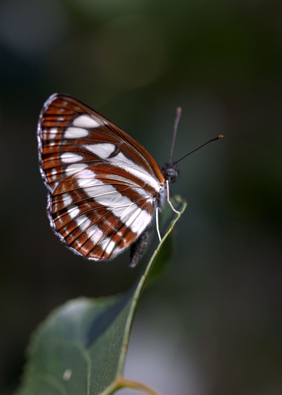 Butterfly, Coloring, Stripes, Insecta, wings, one animal, animal themes HD wallpaper
