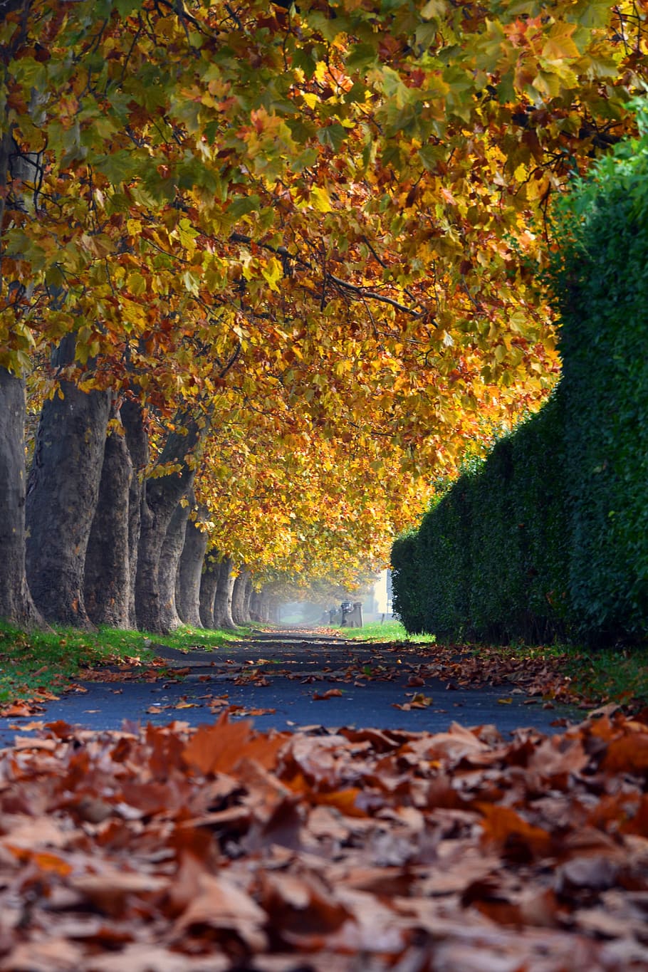 Trees, Walk, Deciduous, Holidays, autumn, leaf, nature, forest HD wallpaper