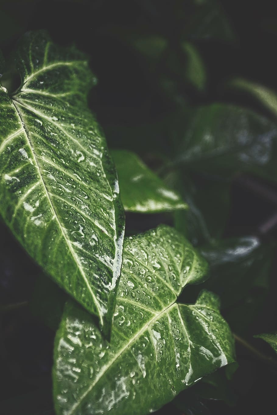dew, droplets, drops, green, leaves, natural, nature, texture HD wallpaper
