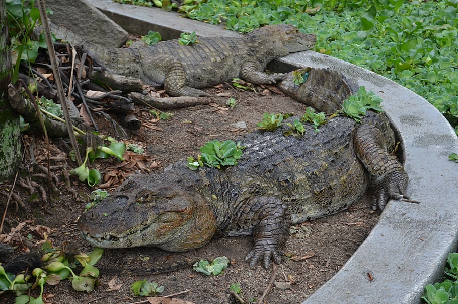alligator, zoo, nature, reptile, animal wildlife, animal themes HD wallpaper