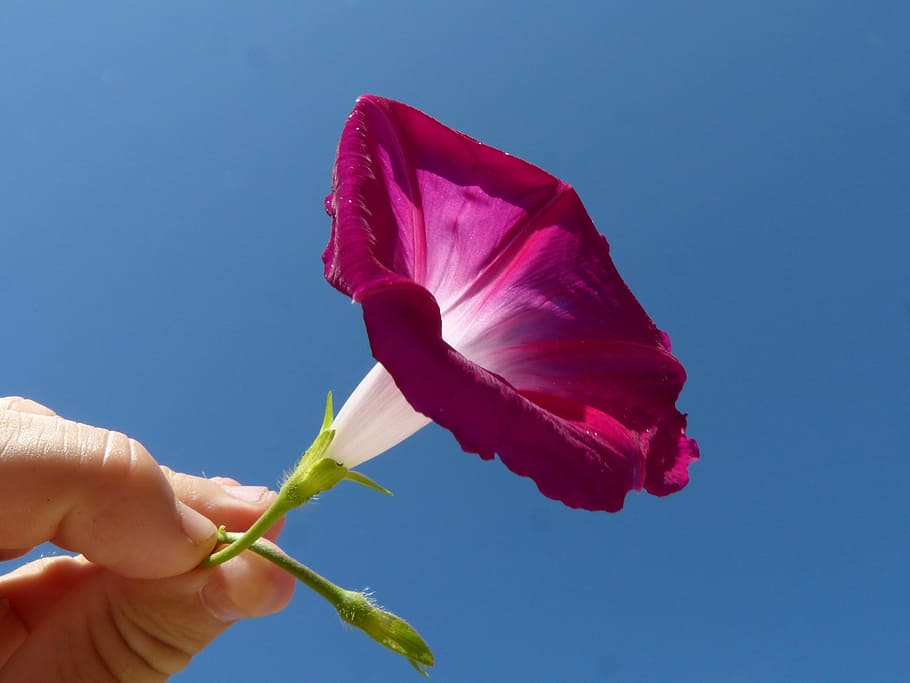 flower, bell, hand, sky, purple, nature, human Hand, petal HD wallpaper