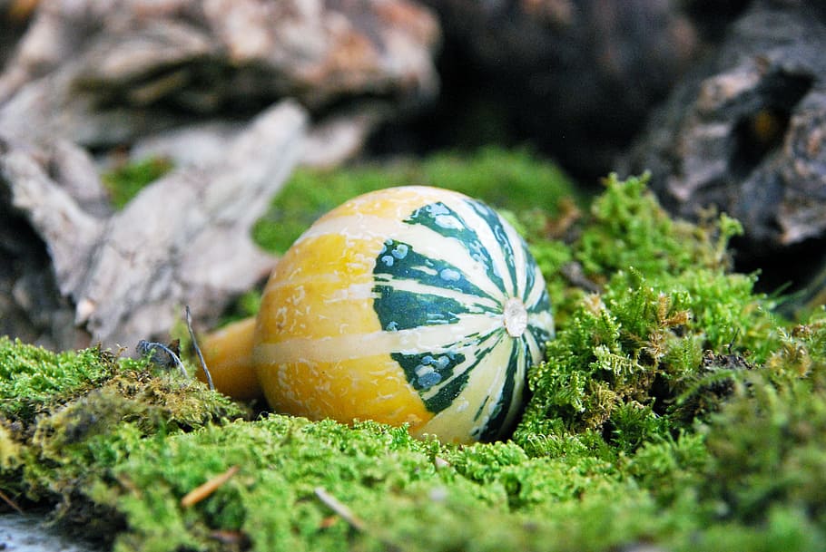 pumpkin, decoration, small, nature, leaf, flora, garden, season HD wallpaper