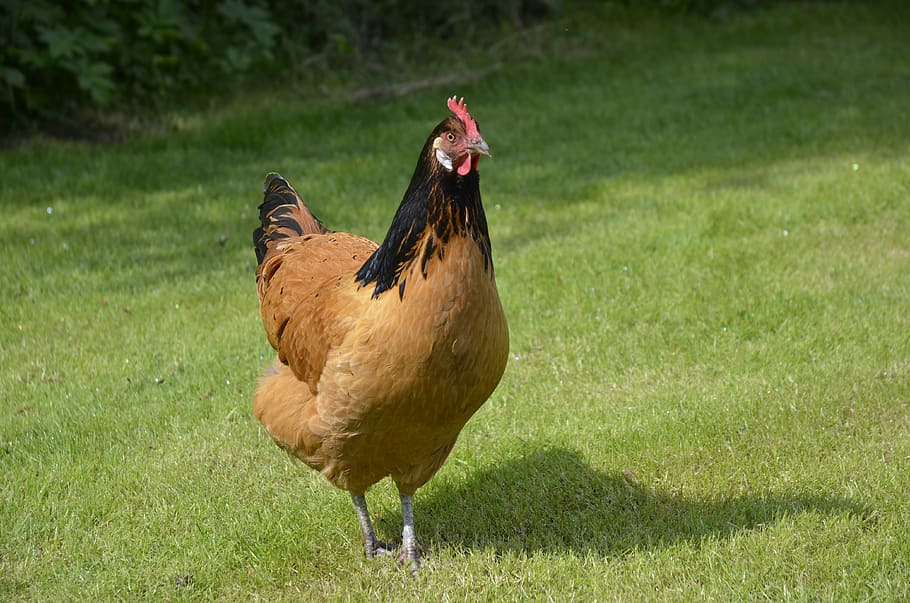 chicken, garden, poultry, bird, plumage, hen, range, farm, animal themes HD wallpaper