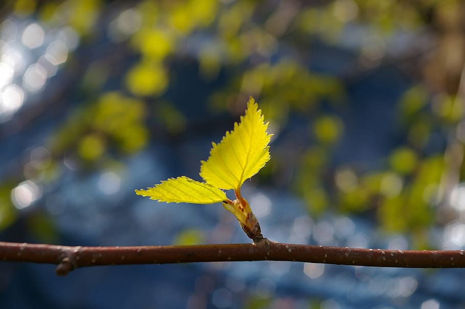 shallow focus photography of two green leaves, leaf, birch leaf HD wallpaper