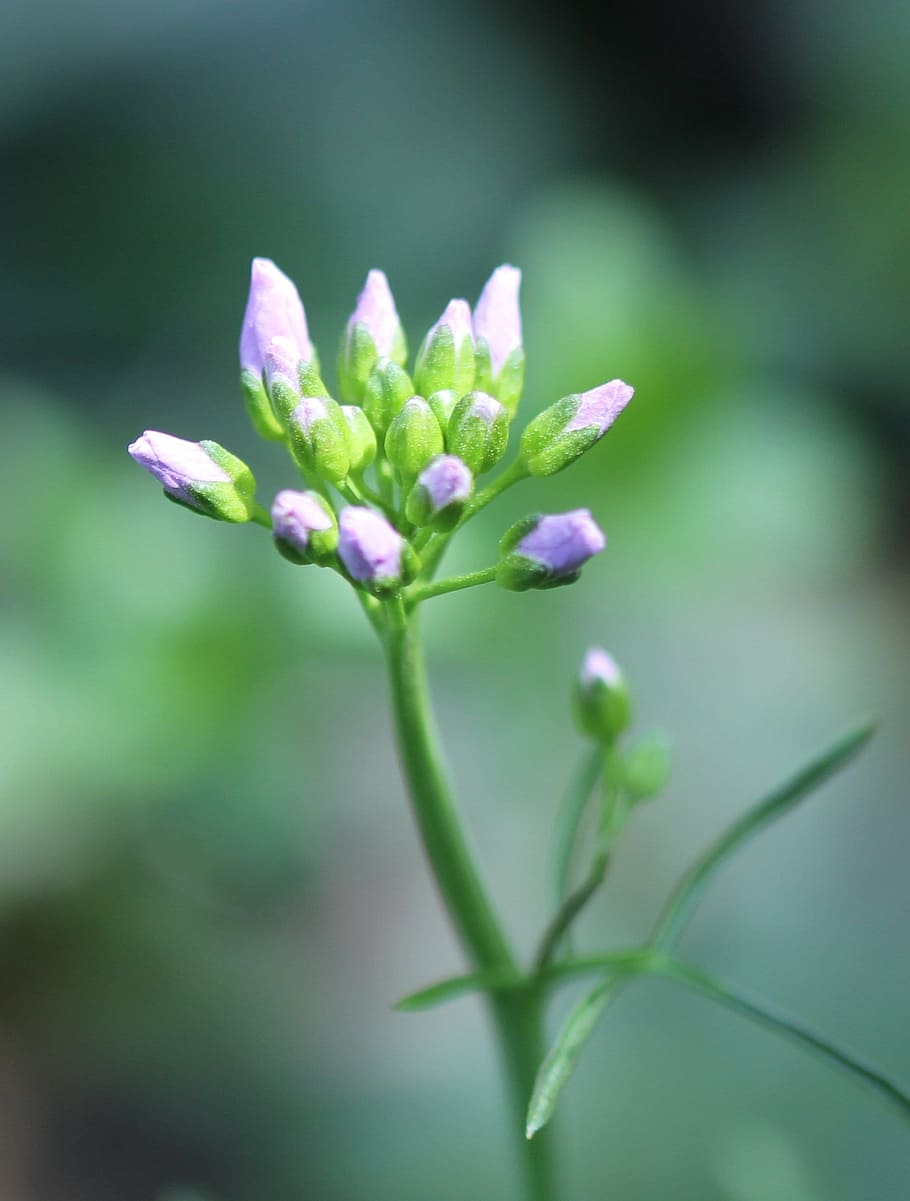 smock, bud, tender, slightly, violet, flower, flowering plant HD wallpaper