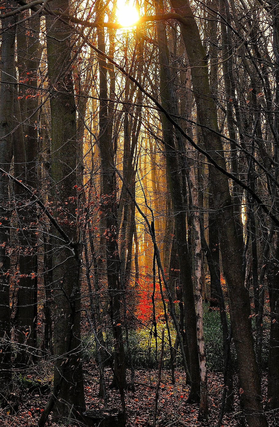 forest, trees, morgenstimmung, sunlight, landscape, nature HD wallpaper