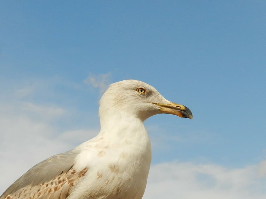 seagull, eye, peak, one animal, animal themes, bird, vertebrate HD wallpaper