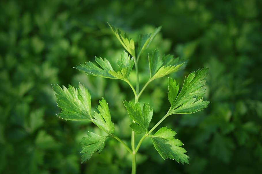 green leafed plant, parsley, kitchen herbs, spices, salad, vegan, HD wallpaper