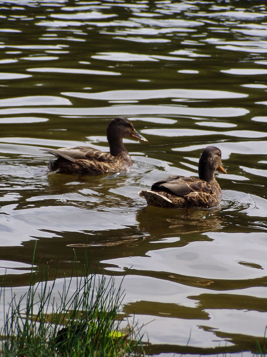 spring, summer, flora, nature, lake, water, animals in the wild HD wallpaper
