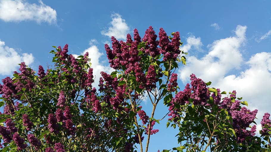 pentecost, lilac, sky, plant, growth, beauty in nature, cloud - sky HD wallpaper