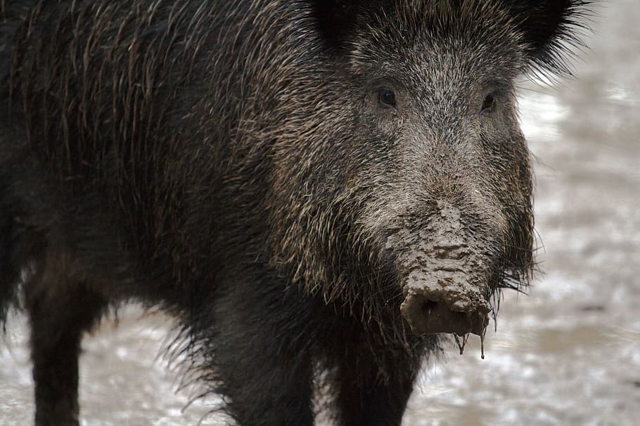 black pig covered in mud, wild, wild boars, forest, animal, mammal