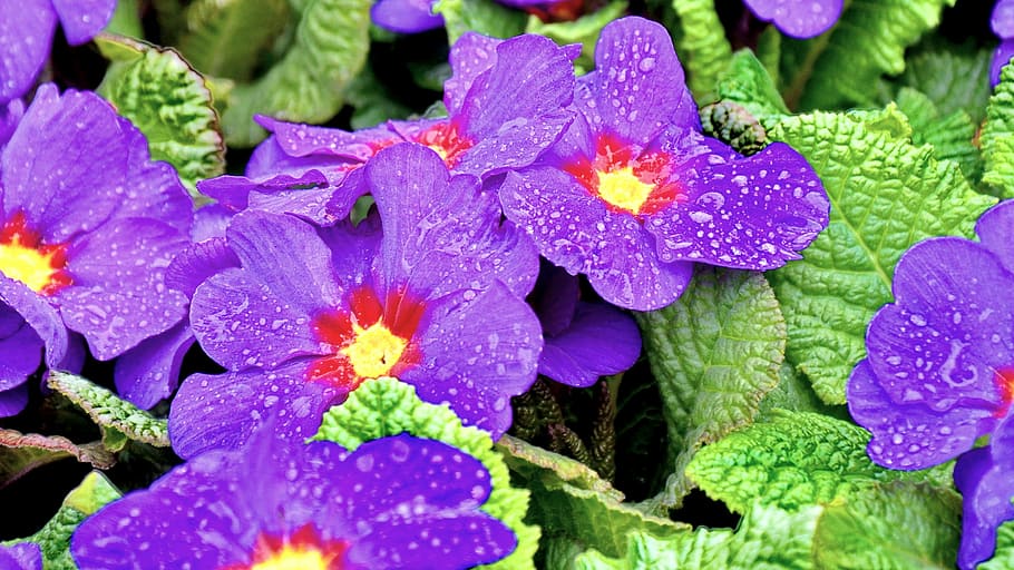 Primula, Spring, Flower, spring flower, blue primula, purple HD wallpaper