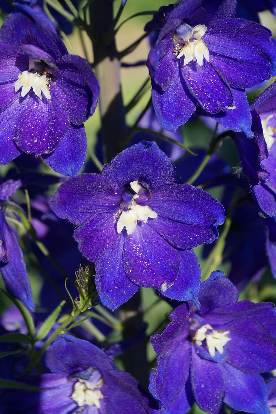 flower, blossom, bloom, blue, purple flower, spring, violet HD wallpaper