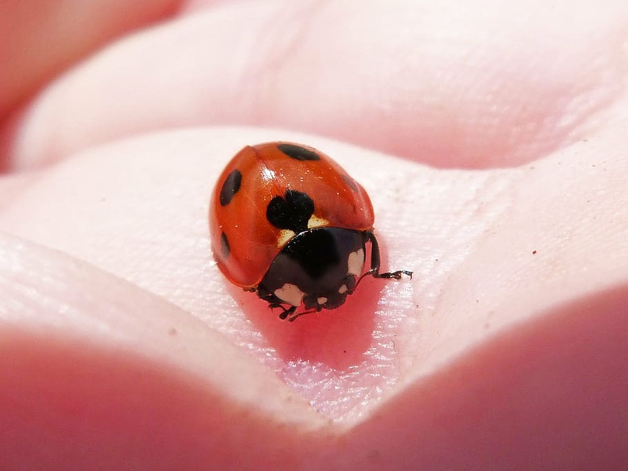 ladybug, hand, coleoptera, coccinelido, insect, beetle, invertebrate HD wallpaper
