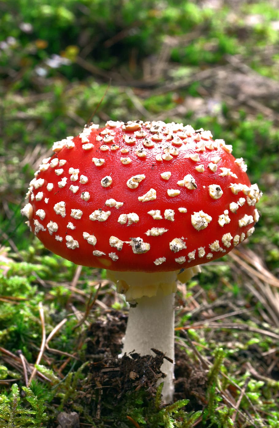 nature, forest, mushroom, toadstool, toxic, red, fungus, fly agaric mushroom HD wallpaper