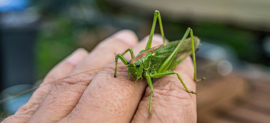viridissima, grasshopper, close, insect, human body part, human hand HD wallpaper