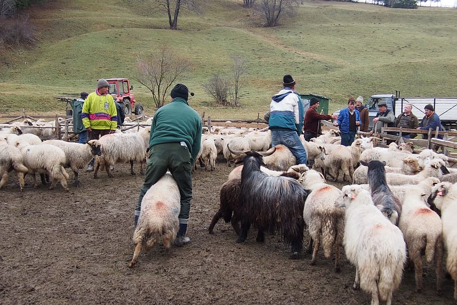 Sheep, Sheepfold, Wool, Lamb, Pasture, livestock, animal, domestic HD wallpaper