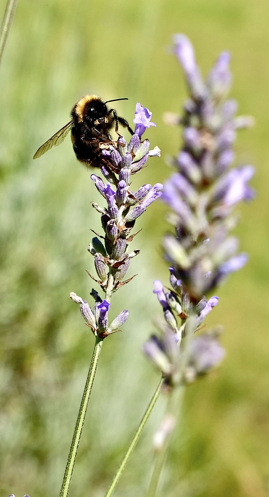 lavender, lavender flowers, purple, violet, true lavender, insect, HD wallpaper