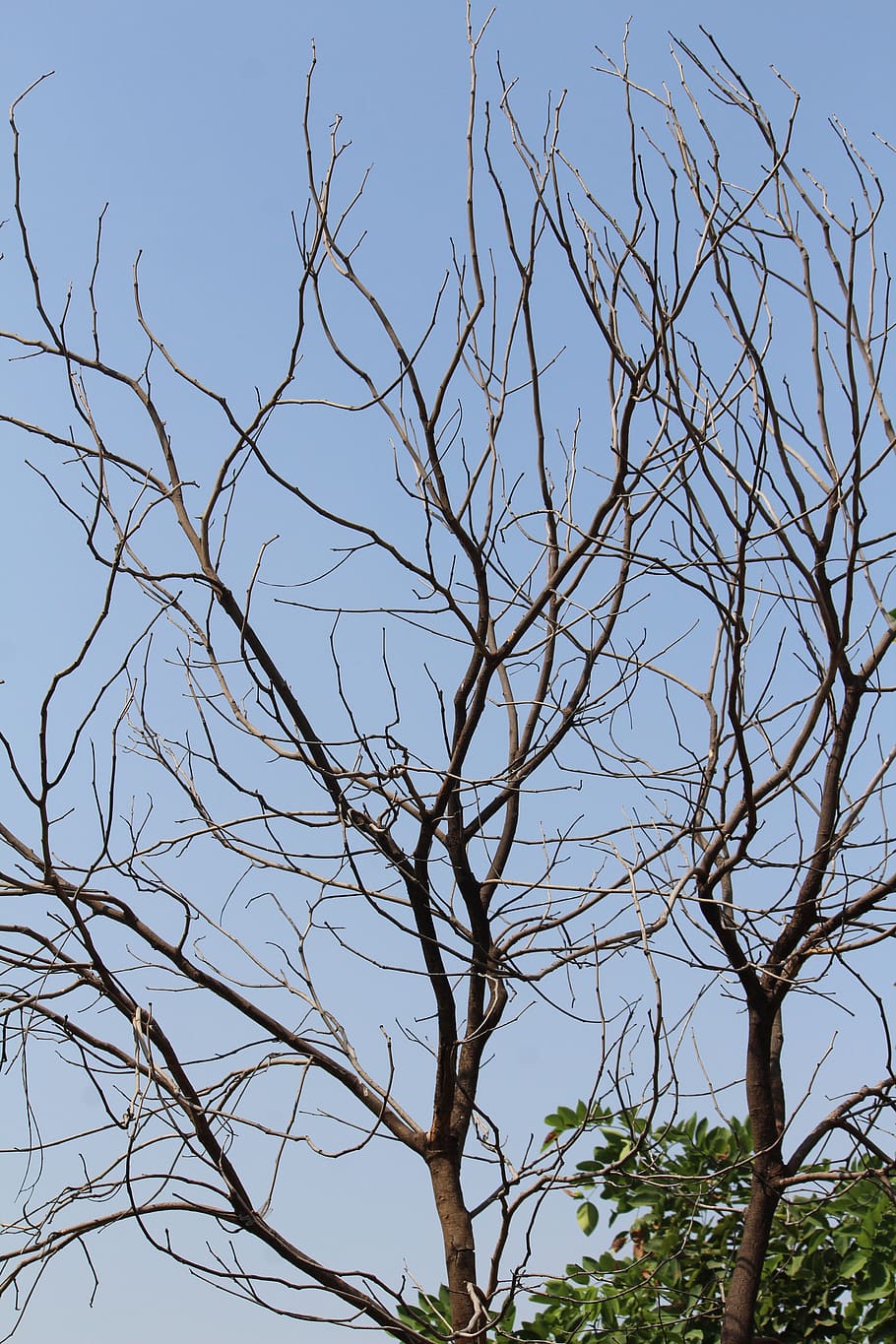 tree, branches, dried, sky, low angle view, plant, bare tree HD wallpaper