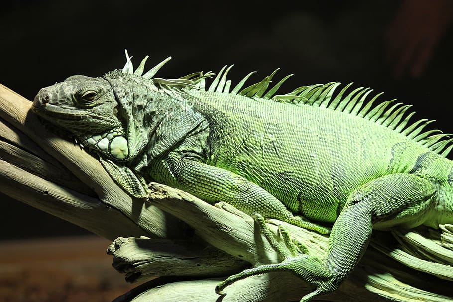 iguana, reptile, lizard, animal wildlife, no people, animals in the wild HD wallpaper
