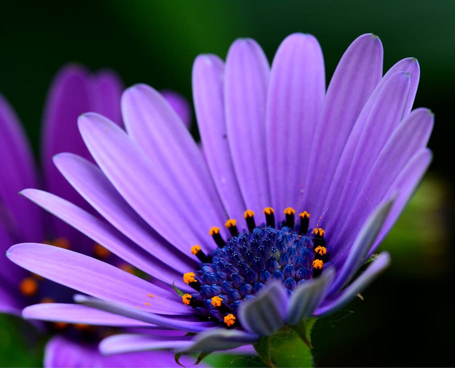 flower, daisy, spring, nature, plant, petal, close-up, summer HD wallpaper
