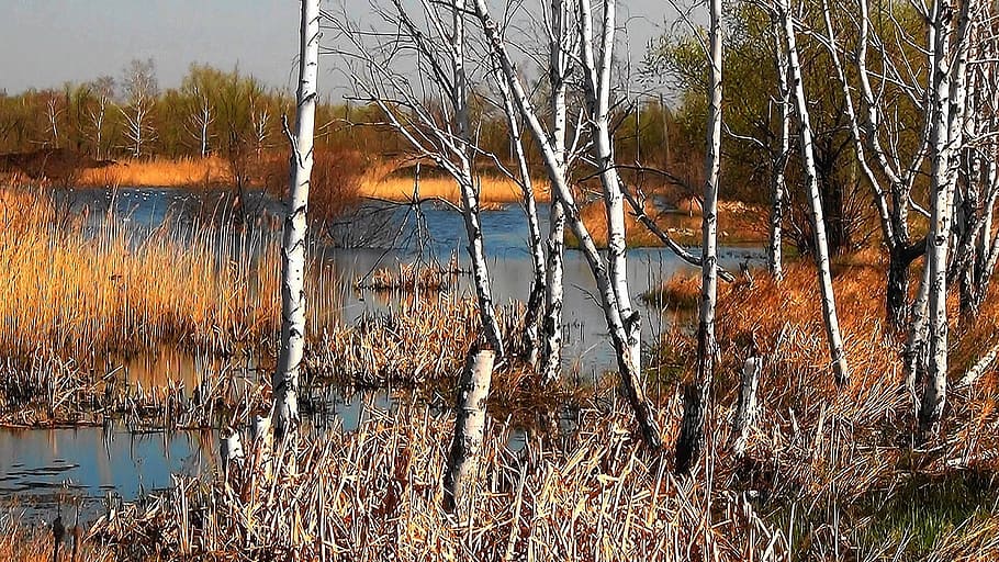 Birch, Nature, Spring, Forest, Trees, landscape, lake, reflection HD wallpaper