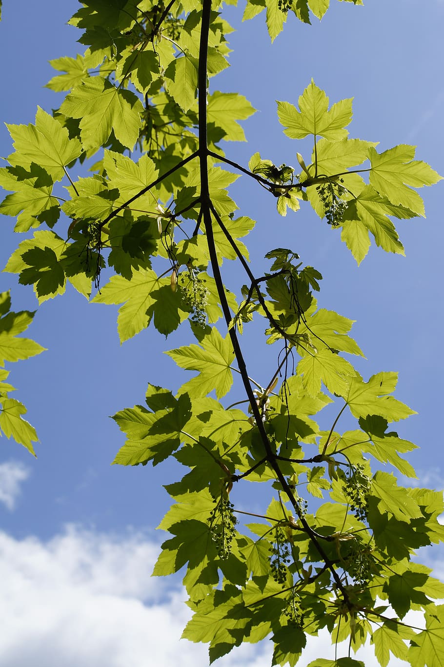 may, light and shadow, maple, tree, branch, branches, leaves HD wallpaper