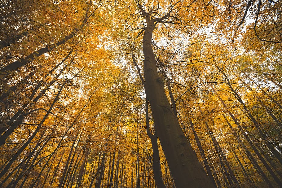 autumn, branches, fall, forest, low angle shot, nature, outdoors HD wallpaper