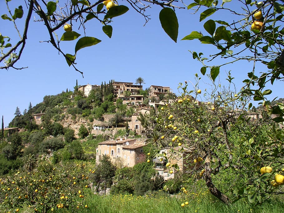 mallorca, summer, nature, village, landscape, spain, plant, HD wallpaper