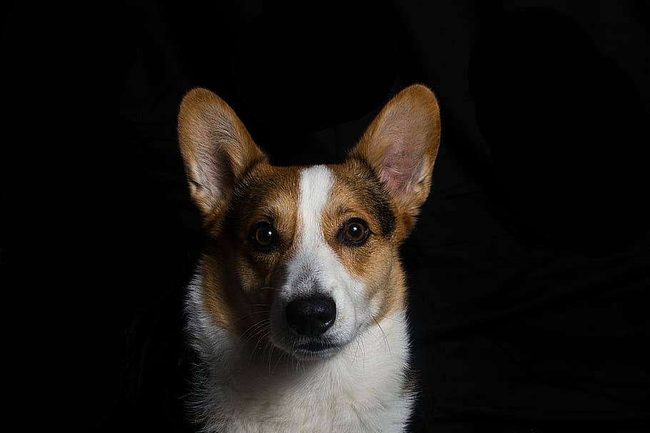brown and white corgi in front of black textile, photo of adult red and white Pembroke Welsh corgi