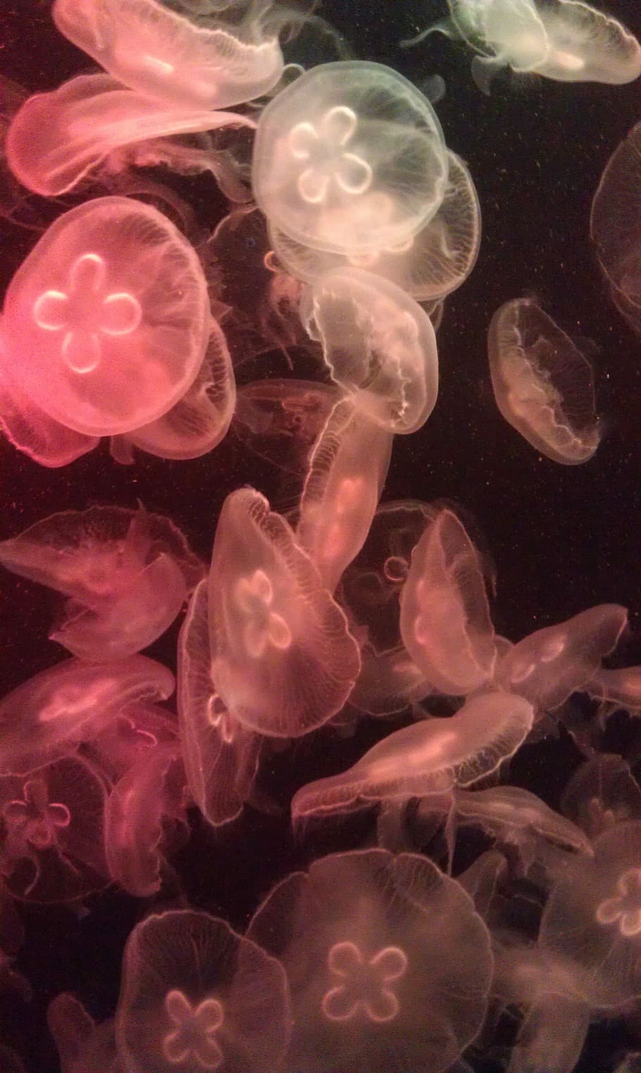 Aurelia Aurita, Aurelia Jellyfish, bespozvonochnoe, animal, water