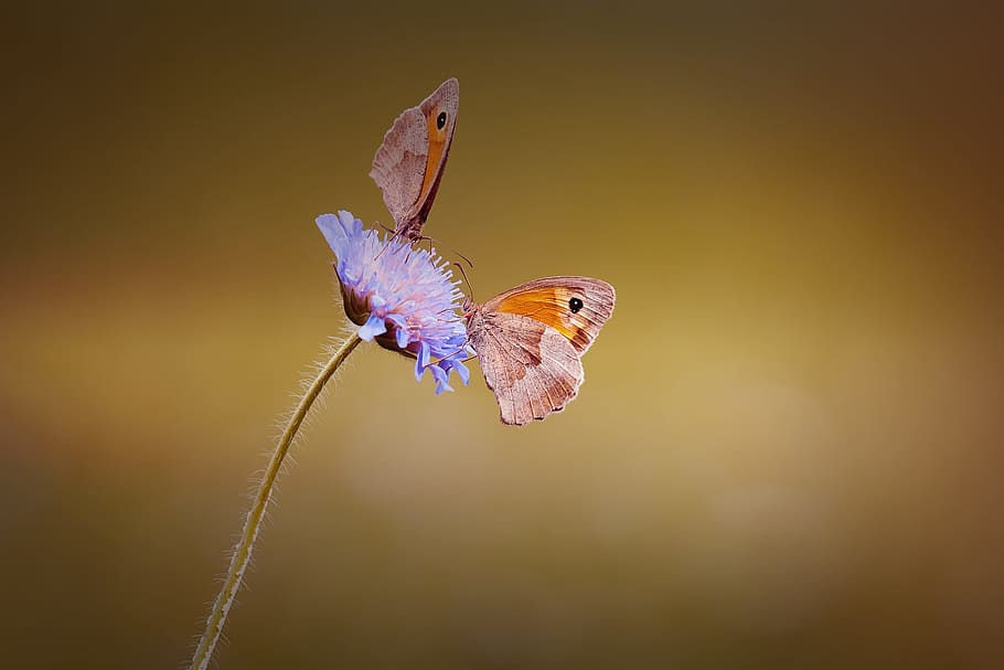 macro photography of brown butterflies on purple flower, two, HD wallpaper