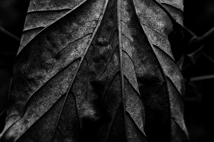 leaf, tree, flora, fall, plant part, close-up, focus on foreground HD wallpaper