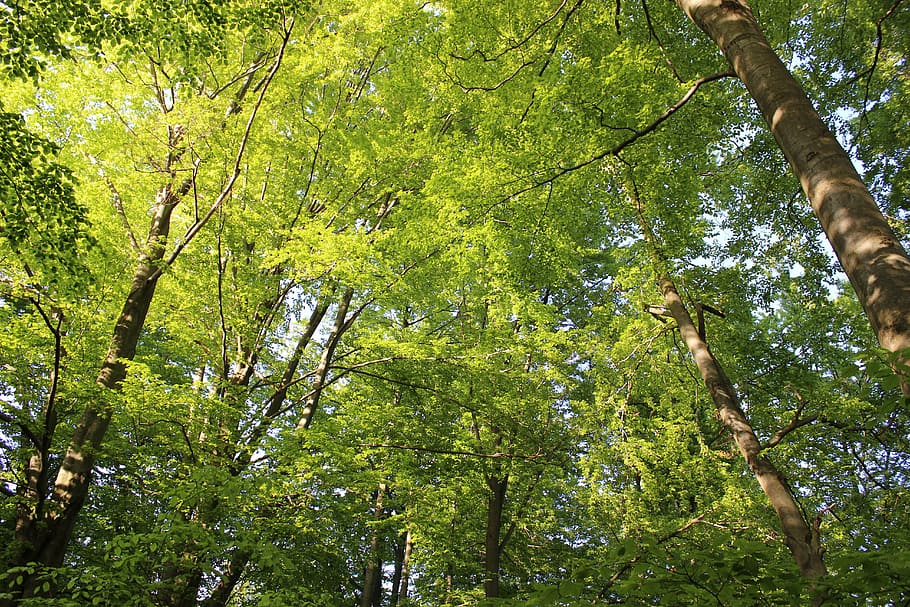 tree, spring, green, crown, plant, park, growth, low angle view HD wallpaper