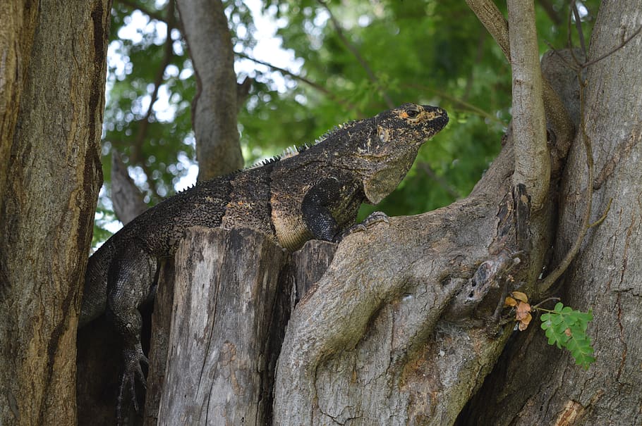 iguana, tree, wood, animal themes, one animal, animal wildlife HD wallpaper