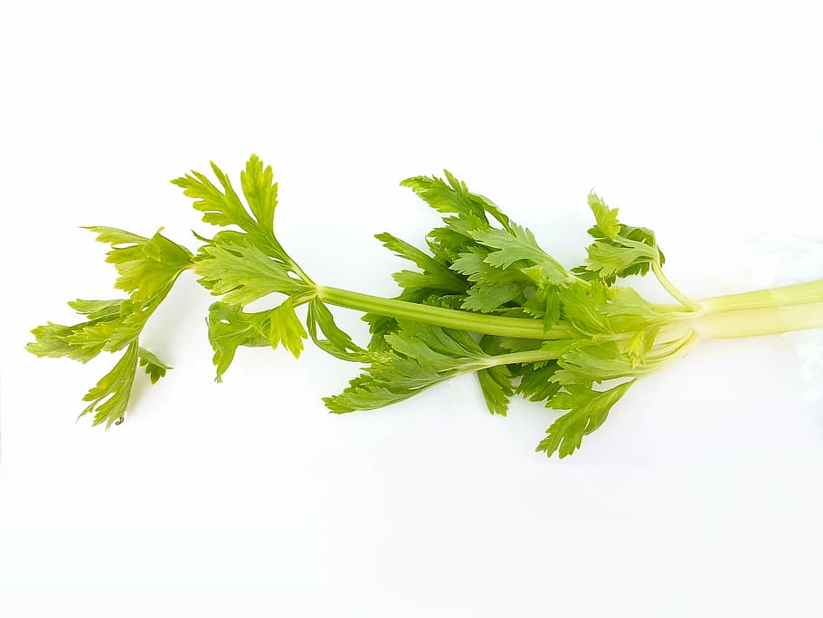 celery with white background, vegetables, material, green, food HD wallpaper
