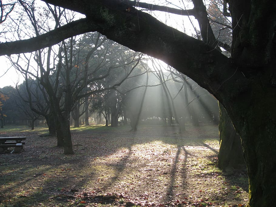 Dawn, Trees, Nature, Mist, Sunbeams, shadows, fog, tree trunk HD wallpaper