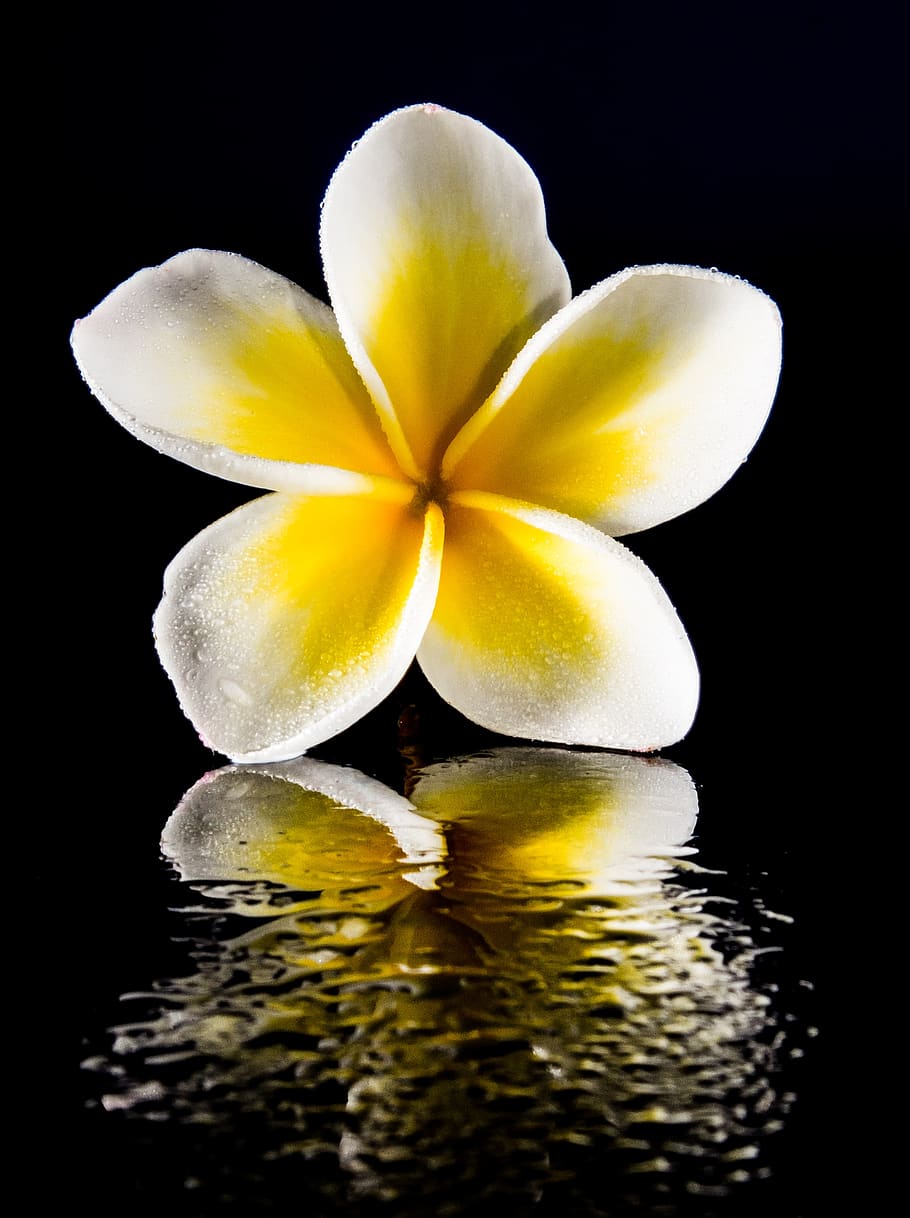 HD wallpaper: blossom, bloom, flower, white, yellow, frangipani, plumeria |  Wallpaper Flare