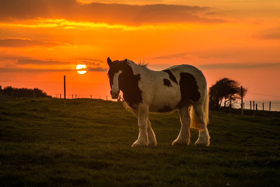 con, sun, evening, sunset, mammal, domestic animals, animal themes HD wallpaper